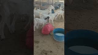 GOAT Farming In Pakistan Kamori Goat FarminG Gulabi Gott FarminG [upl. by Aivatnahs]