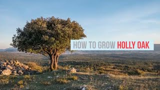 Quercus ilex Growing Guide Holly oak Holm Oak Evergreen Oak by GardenersHQ [upl. by Ernaldus]