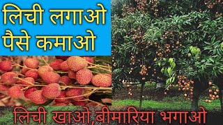 लीची के खेती  litchi or lychee farming in India [upl. by Koch918]