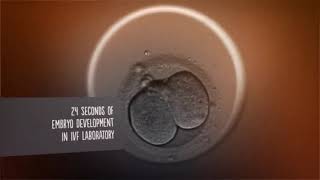 24 seconds of embryo development in IVF Laboratory [upl. by Larry]