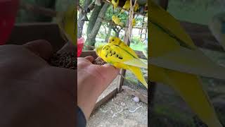 Parrots Hand Feeding parrot birds parrots viralshort short shorts viralvideo viralreelsシ [upl. by Ahrens]