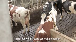 Nedap Heat Detection and Health Monitoring the basis for success in dairy farming [upl. by Merdith505]