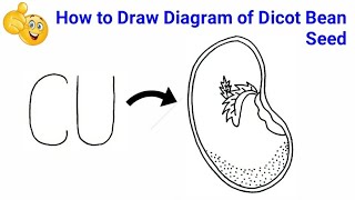 how to draw structure of seed  how to draw typical dicot seed  how to draw seed diagram [upl. by Gerard]