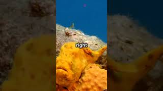 Shocking Fact About Warty Frogfish You Dont Known [upl. by Hajidak592]