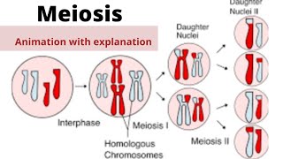 Meiosisphases of meiosis animation [upl. by Kallman976]