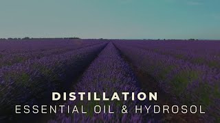 Essential oils and hydrosol distillation ― Copper Pro [upl. by Jaenicke]