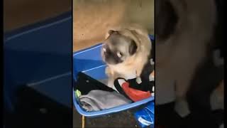 pug dances to pumped up kicks India version [upl. by Secundas]