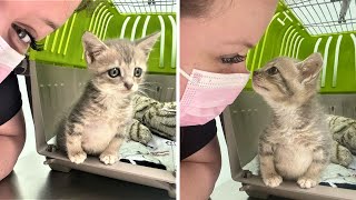 A kitten was rescued when she was dragging outside [upl. by Etnaed768]