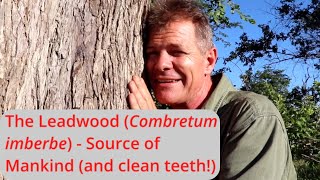 The Leadwood Combretum imberbe  Source of Mankind and clean teeth [upl. by Jann392]