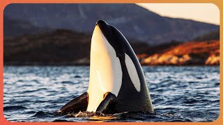 Why Orca Whales Are Close To Extinction  Dammed Extinction  Real Wild [upl. by Nerat740]