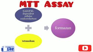 MTT Assay  Cytotoxicity Assay  Cell Viability Test  By Chetan Pachauri [upl. by Ahsikel900]