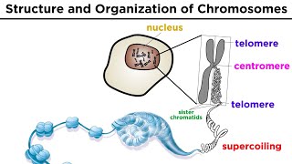 Chromosome Structure and Organization [upl. by Basset175]