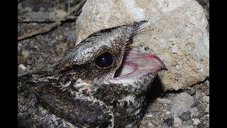 European Nightjar Caprimulgus europaeus Γιδοβύζι  Cyprus [upl. by Cassell]