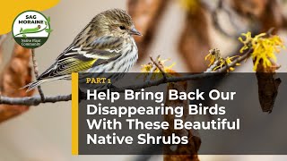 🌿 Help Bring Back Our Disappearing Birds With These Beautiful Native Shrubs Part 1 🌿 [upl. by Daune]