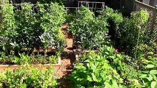 How to Grow a lot of Food in a Small Garden  9 EZ tips [upl. by Arrotal]