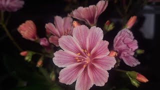 How to grow Lewisia  Bitterroot Lewisia cotyledon [upl. by Nalyr69]