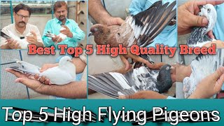 Top 5 Best Highflyer Pigeon Breeds in the PakistanTeddySaharanpuriBajrayiAmbersirKaldmba Breeds [upl. by Ellard]