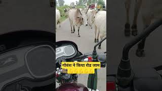 💪💪 गोवंश ने किया रोड जाम Govansh ne kiya road jaam cowlover viralshorts youtubeshorts [upl. by Anwahsak]