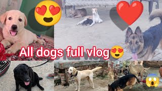 dogs he dogs pura ghr m😱 full vlog ghr vala hua paresan 😝 pitbull Labrador gsd bullmastiff [upl. by Yeneffit508]