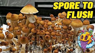 Spore To Flush  All In One Mushroom Bag  Complete Beginners Guide To Growing Mushrooms [upl. by Jobe231]