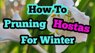 How to prune back hostas for winter [upl. by Pallas]