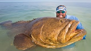 Goliath Grouper Quickie  Uncut Angling  February 18 2015 [upl. by Alram]