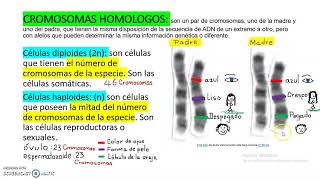 CROMOSOMAS HOMÓLOGOS [upl. by Tunk]