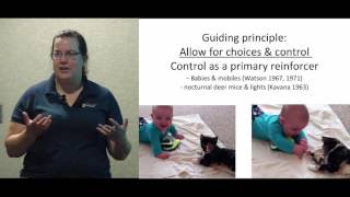 Enrichment for Shelter Cats  conference recording [upl. by Kyla869]