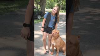 Dangerous BULLY Breed dogbreed pitbull short [upl. by Kelby]