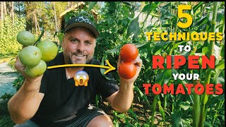 5 Techniques to Ripen Green Tomatoes  🍅🍅🍅 [upl. by Field268]