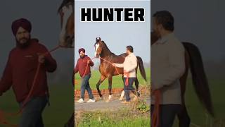 shorts Marwari horse stallion Hunterr studfarm marwarihorse viral horse trending ytshorts yt [upl. by Mauro490]