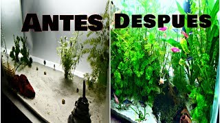 Como tener un acuario plantado con arena sin sustrato ni abonos ni co2 [upl. by Eiramait57]