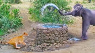 Elephant Sprays Water at Lion [upl. by Ahron]