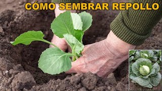 Cómo sembrar repollo paso a paso Discovery Mundo agricultura hortalizas [upl. by Pegasus]