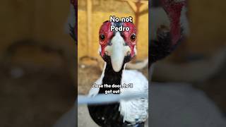 Its whats outside of his pen that worries Pedro birdtrend pedrothesilverpheasant ytshorts bird [upl. by Bowne]