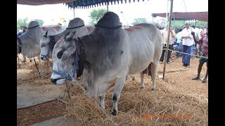 2018 Kesarapalli ongole bull race  Kakumanu doctor garu amp Kasanneni raja garu  2400 feet [upl. by Fesuy]