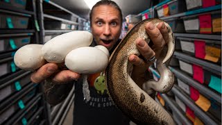 FIRST BALL PYTHON EGGS OF THE YEAR TWO HEAD SNAKE EATS  BRIAN BARCZYK [upl. by Sparke]