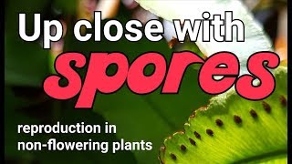 Up close with spores in ferns reproduction in nonflowering plants [upl. by Aitra]