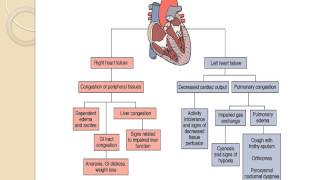 Pediatric Cardiac Lecture [upl. by Aer874]