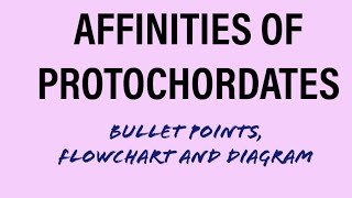 AFFINITIES OF PROTOCHORDATES  BULLET POINTS DIAGRAMFLOW CHARTBScMScUPSCIFSZOOLOGY [upl. by Loise420]