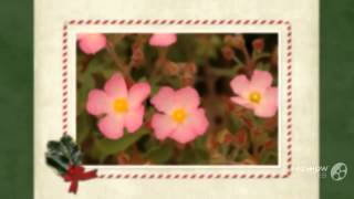 Cistus  garden plants [upl. by Dulciana942]