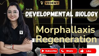 Morphallaxis Regeneration  Developmental Biology  Jyoti Kumari  CSIR  DBT  ICMR  GATE  CUET [upl. by Randi]