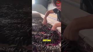 Ternak lintah cuy shorts feedshorts infopedia viralvideo [upl. by Neira811]