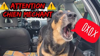 BRUIT DE CHIEN QUI ABOIE TRES FORT ⚠️ CHIEN MECHANT ⚠️ [upl. by Zorina]