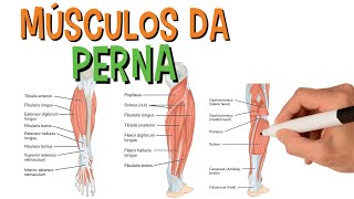 Músculos da perna  Sistema muscular  Anatomia [upl. by Weldon]