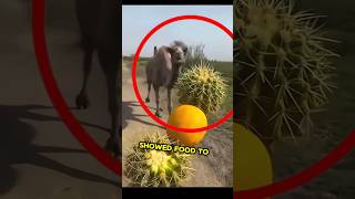 This Hilarious Camel Went Wiral 😱😳 camel cactus desert [upl. by Herring]