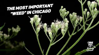 The Most Underappreciated Plant In Chicago [upl. by Anirret]