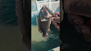 First ever tautog fish caught i Longport nj fishing goodmorning fishingdaily [upl. by Nered]