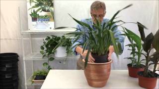 Growing Cymbidiums  How to Setup for Outdoor Growing with Hydroponics [upl. by Zilada]