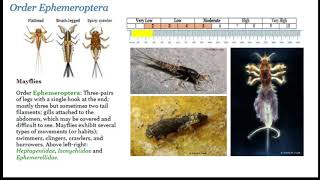 2020 WV Watershed Symposium  Benthic Macroinvertebrate Identification Refresher [upl. by Sol]